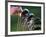 Selecting Golf Club-Mitch Diamond-Framed Photographic Print