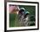 Selecting Golf Club-Mitch Diamond-Framed Photographic Print