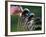 Selecting Golf Club-Mitch Diamond-Framed Photographic Print