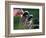 Selecting Golf Club-Mitch Diamond-Framed Photographic Print