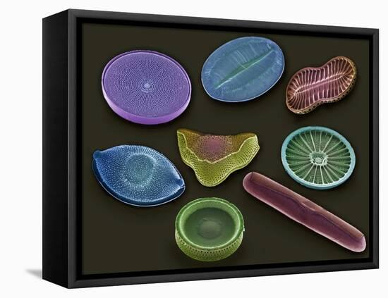 Selection of Diatoms, SEM-Steve Gschmeissner-Framed Premier Image Canvas