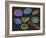 Selection of Diatoms, SEM-Steve Gschmeissner-Framed Photographic Print