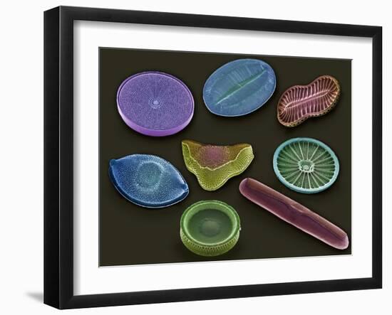 Selection of Diatoms, SEM-Steve Gschmeissner-Framed Photographic Print