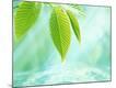 Premium Photographic Print