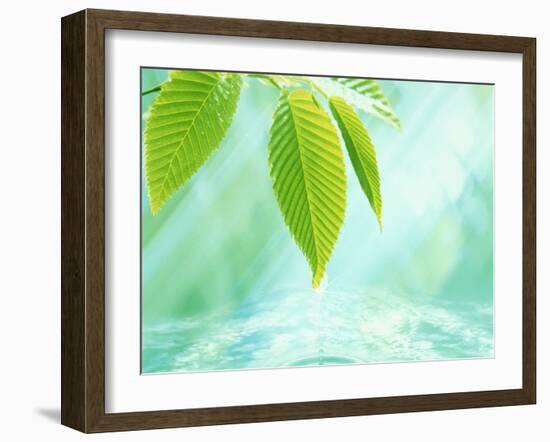 Selective Focus Close Up of Green Leaves Above Water Ripples in Blue-null-Framed Photographic Print