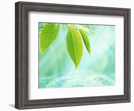 Selective Focus Close Up of Green Leaves Above Water Ripples in Blue-null-Framed Photographic Print