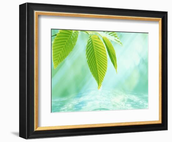 Selective Focus Close Up of Green Leaves Above Water Ripples in Blue-null-Framed Photographic Print