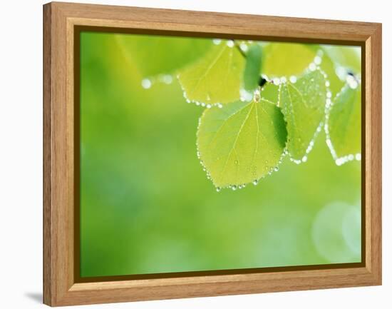 Selective Focus Close Up of Green Leaves Hanging from Tree-null-Framed Premier Image Canvas