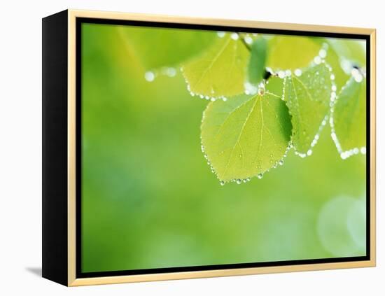 Selective Focus Close Up of Green Leaves Hanging from Tree-null-Framed Premier Image Canvas