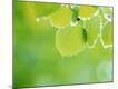 Premium Photographic Print