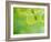 Selective Focus Close Up of Green Leaves Hanging from Tree-null-Framed Photographic Print