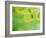 Selective Focus Close Up of Green Leaves Hanging from Tree-null-Framed Photographic Print