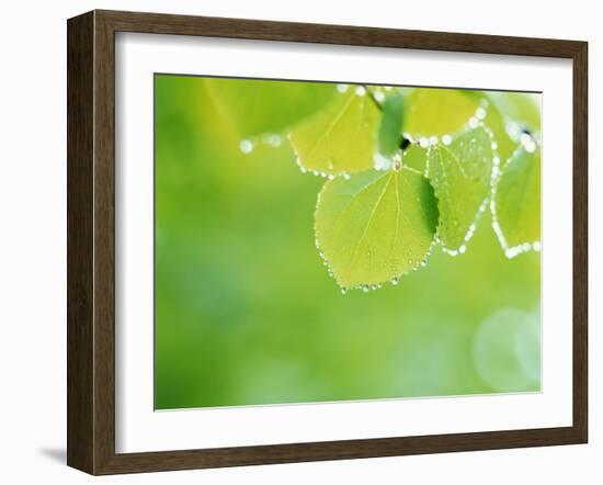 Selective Focus Close Up of Green Leaves Hanging from Tree-null-Framed Photographic Print