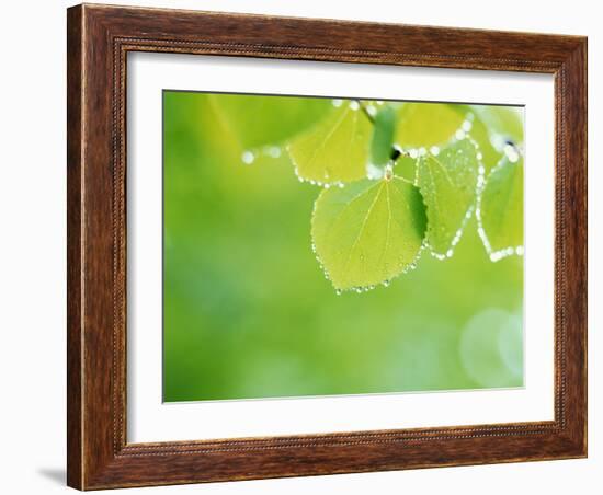 Selective Focus Close Up of Green Leaves Hanging from Tree-null-Framed Photographic Print