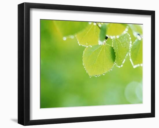 Selective Focus Close Up of Green Leaves Hanging from Tree-null-Framed Photographic Print