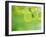 Selective Focus Close Up of Green Leaves Hanging from Tree-null-Framed Photographic Print