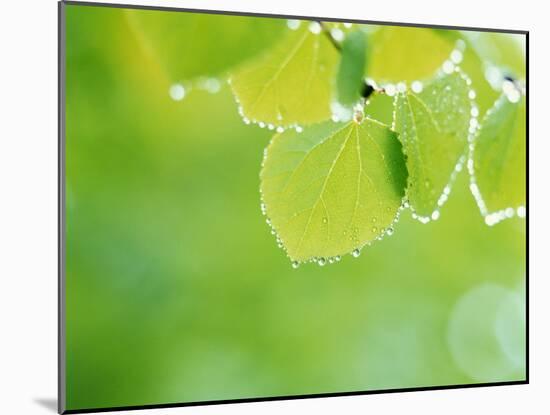 Selective Focus Close Up of Green Leaves Hanging from Tree-null-Mounted Photographic Print