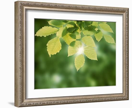 Selective Focus Close Up of Green Leaves Hanging from Tree-null-Framed Photographic Print