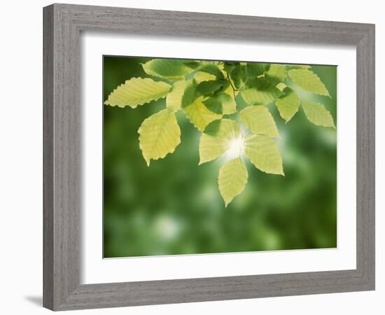 Selective Focus Close Up of Green Leaves Hanging from Tree-null-Framed Photographic Print