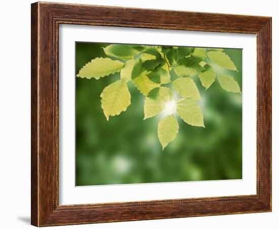 Selective Focus Close Up of Green Leaves Hanging from Tree-null-Framed Photographic Print