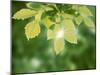 Selective Focus Close Up of Green Leaves Hanging from Tree-null-Mounted Photographic Print