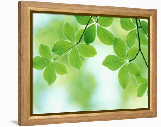 Selective Focus Close Up of Green Leaves Hanging from Tree-null-Framed Premier Image Canvas