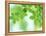 Selective Focus Close Up of Green Leaves Hanging from Tree-null-Framed Premier Image Canvas