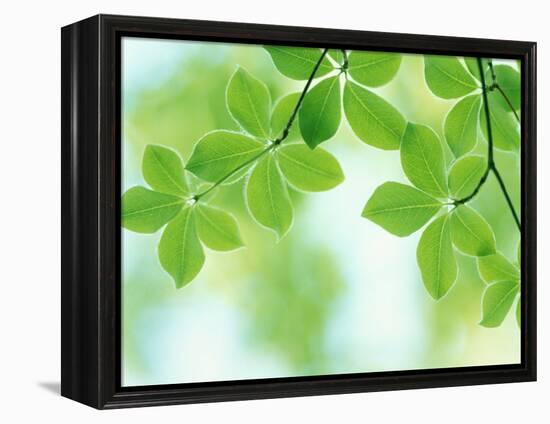 Selective Focus Close Up of Green Leaves Hanging from Tree-null-Framed Premier Image Canvas