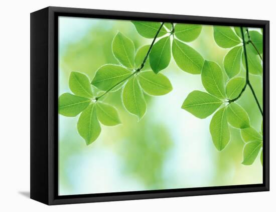 Selective Focus Close Up of Green Leaves Hanging from Tree-null-Framed Premier Image Canvas