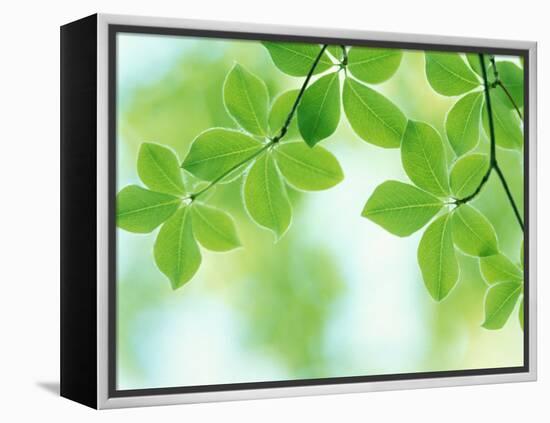 Selective Focus Close Up of Green Leaves Hanging from Tree-null-Framed Premier Image Canvas