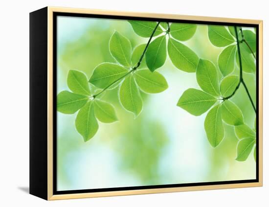 Selective Focus Close Up of Green Leaves Hanging from Tree-null-Framed Premier Image Canvas