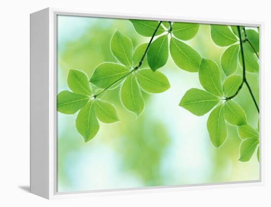 Selective Focus Close Up of Green Leaves Hanging from Tree-null-Framed Premier Image Canvas