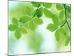 Premium Photographic Print