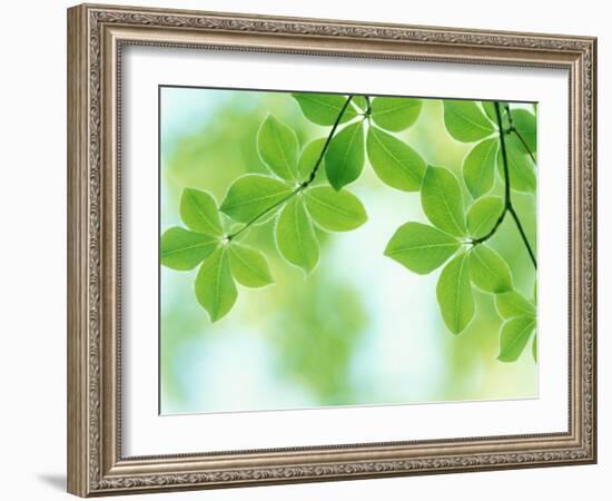 Selective Focus Close Up of Green Leaves Hanging from Tree-null-Framed Photographic Print