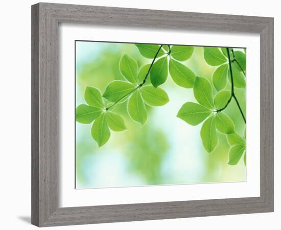 Selective Focus Close Up of Green Leaves Hanging from Tree-null-Framed Photographic Print