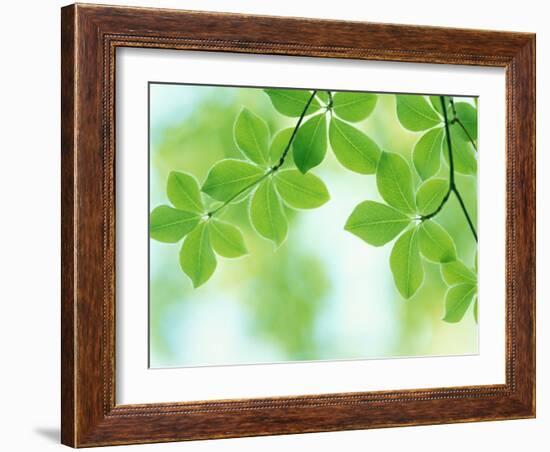 Selective Focus Close Up of Green Leaves Hanging from Tree-null-Framed Photographic Print