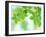 Selective Focus Close Up of Green Leaves Hanging from Tree-null-Framed Photographic Print