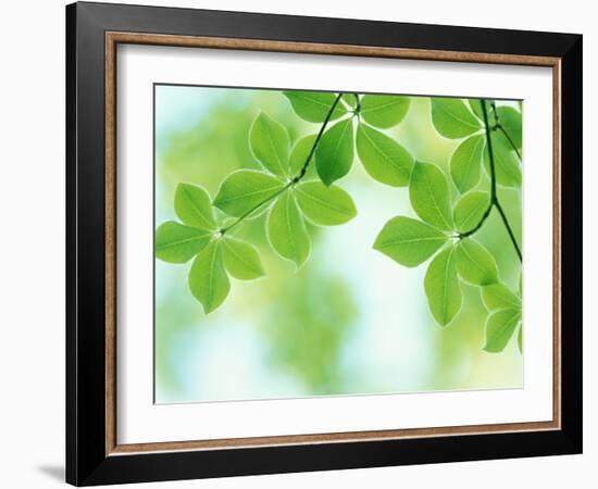 Selective Focus Close Up of Green Leaves Hanging from Tree-null-Framed Photographic Print