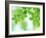 Selective Focus Close Up of Green Leaves Hanging from Tree-null-Framed Photographic Print