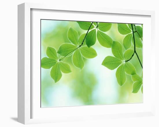 Selective Focus Close Up of Green Leaves Hanging from Tree-null-Framed Photographic Print