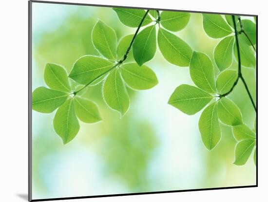 Selective Focus Close Up of Green Leaves Hanging from Tree-null-Mounted Photographic Print