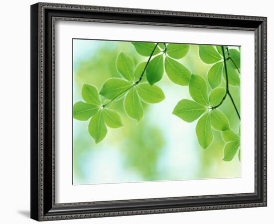 Selective Focus Close Up of Green Leaves Hanging from Tree-null-Framed Photographic Print