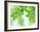 Selective Focus Close Up of Green Leaves Hanging from Tree-null-Framed Photographic Print