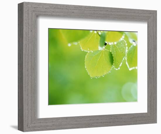 Selective Focus Close Up of Green Leaves Hanging from Tree-null-Framed Photographic Print