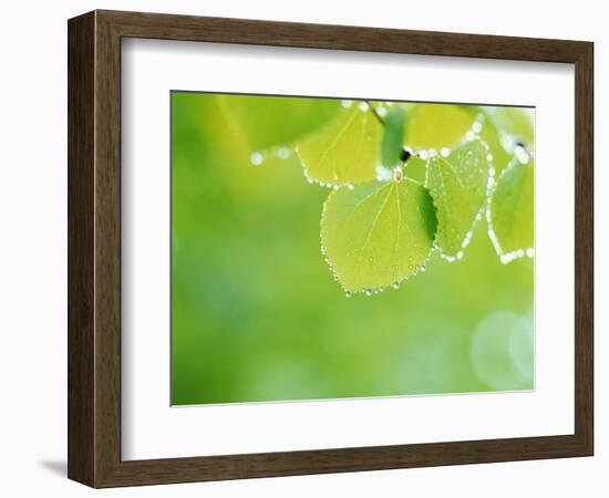 Selective Focus Close Up of Green Leaves Hanging from Tree-null-Framed Photographic Print