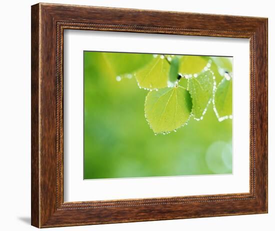 Selective Focus Close Up of Green Leaves Hanging from Tree-null-Framed Photographic Print