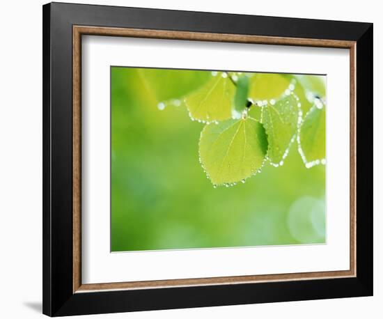 Selective Focus Close Up of Green Leaves Hanging from Tree-null-Framed Photographic Print