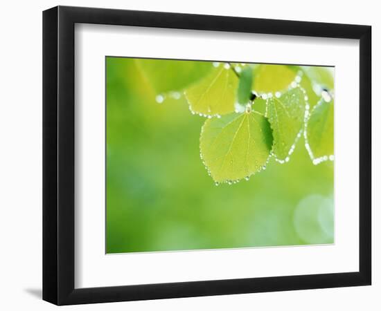 Selective Focus Close Up of Green Leaves Hanging from Tree-null-Framed Photographic Print