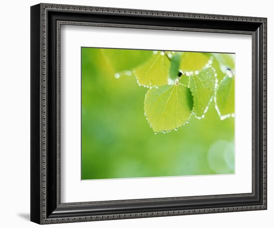 Selective Focus Close Up of Green Leaves Hanging from Tree-null-Framed Photographic Print