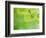 Selective Focus Close Up of Green Leaves Hanging from Tree-null-Framed Photographic Print